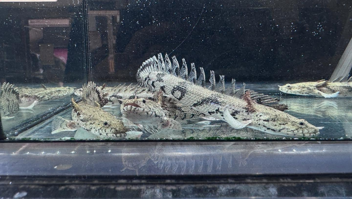 aquastyleg.base.shop/items/114...