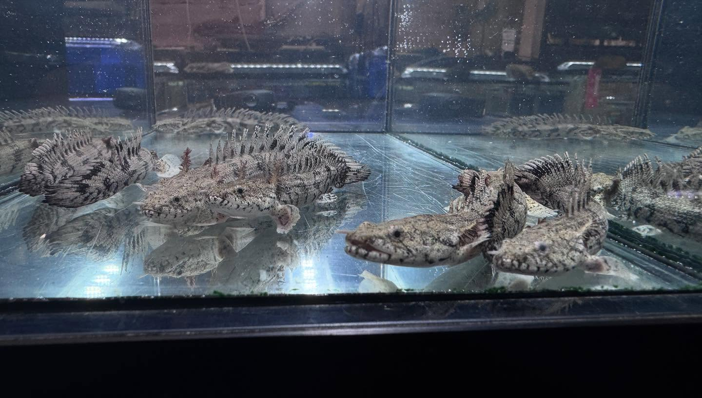 aquastyleg.base.shop/items/114...