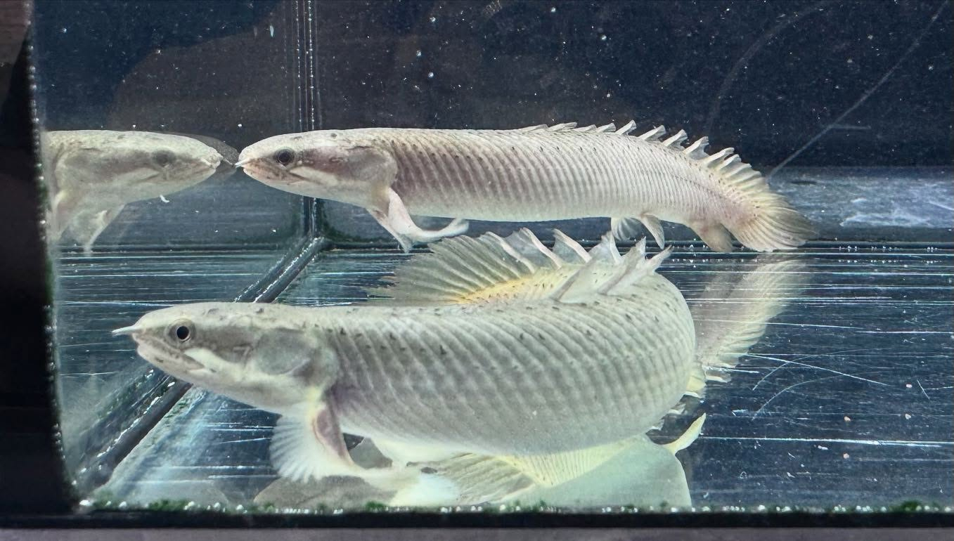 aquastyleg.base.shop/items/114...