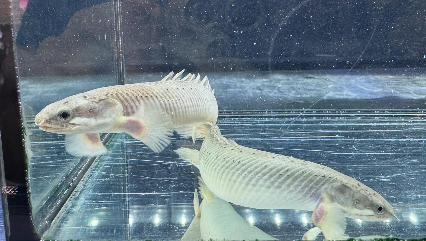 aquastyleg.base.shop/items/114...