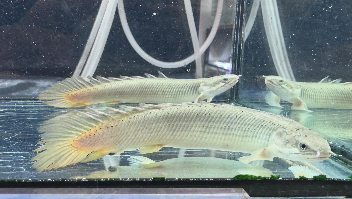 aquastyleg.base.shop/items/114...