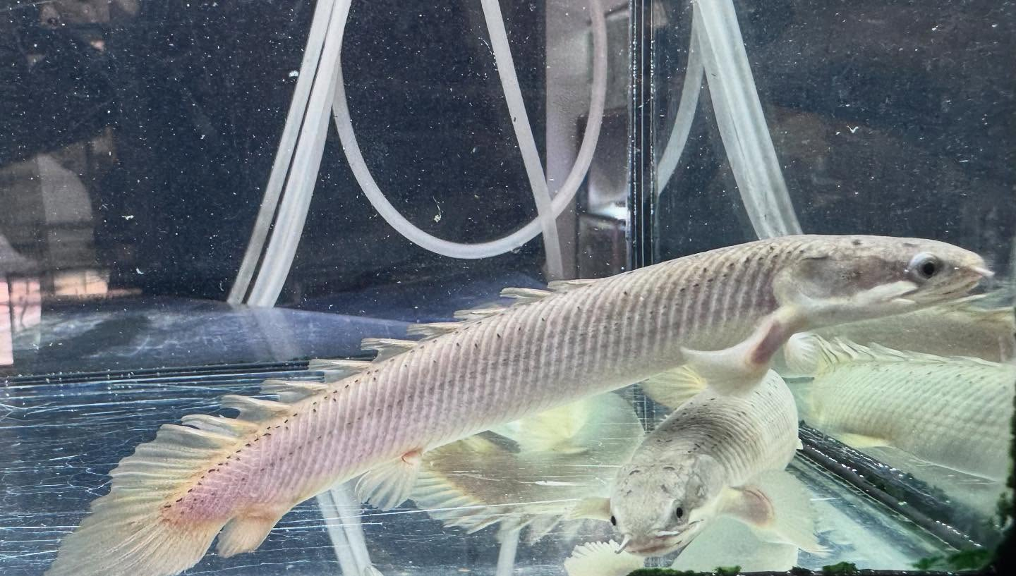 aquastyleg.base.shop/items/114...