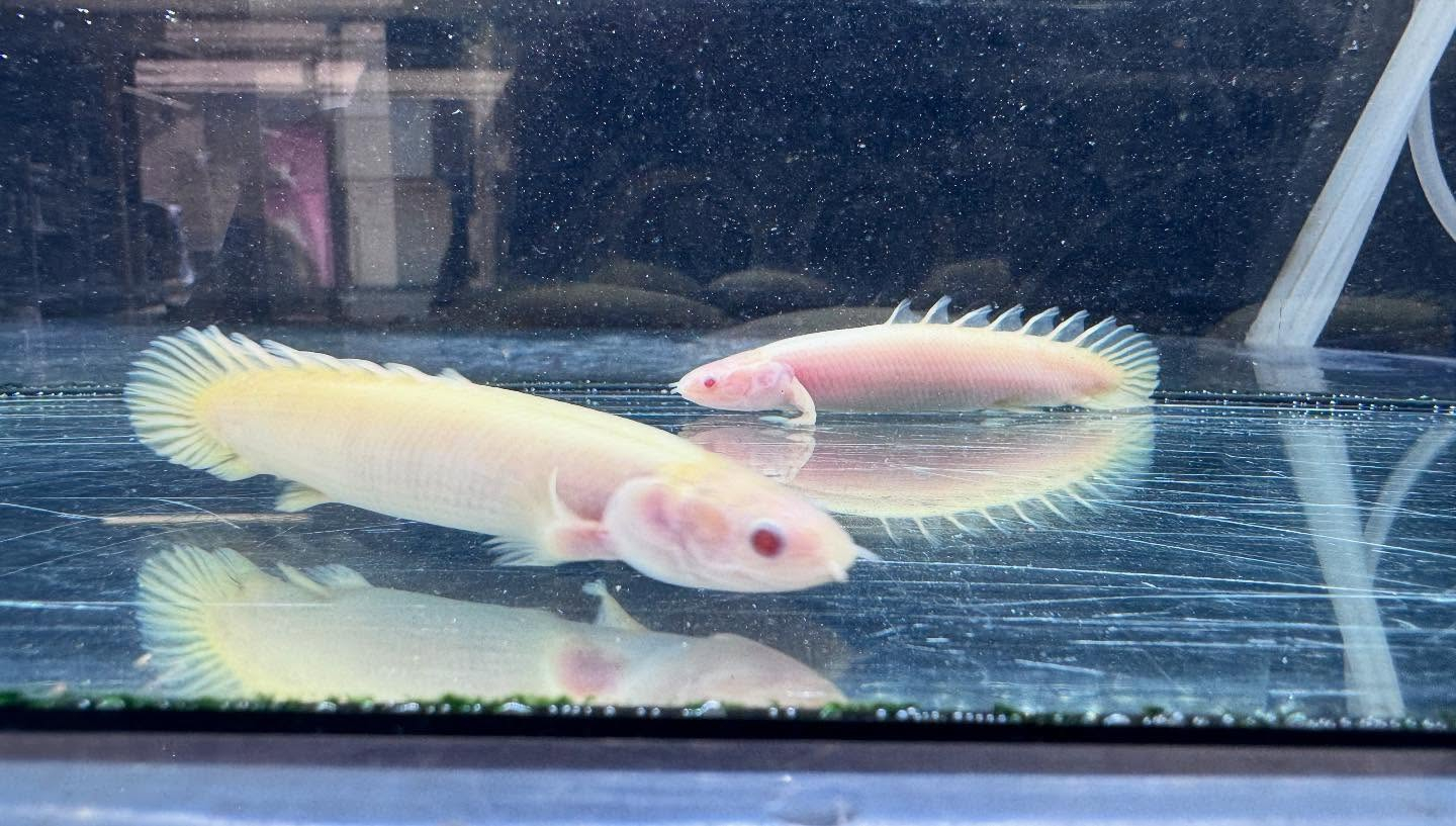 aquastyleg.base.shop/items/114...