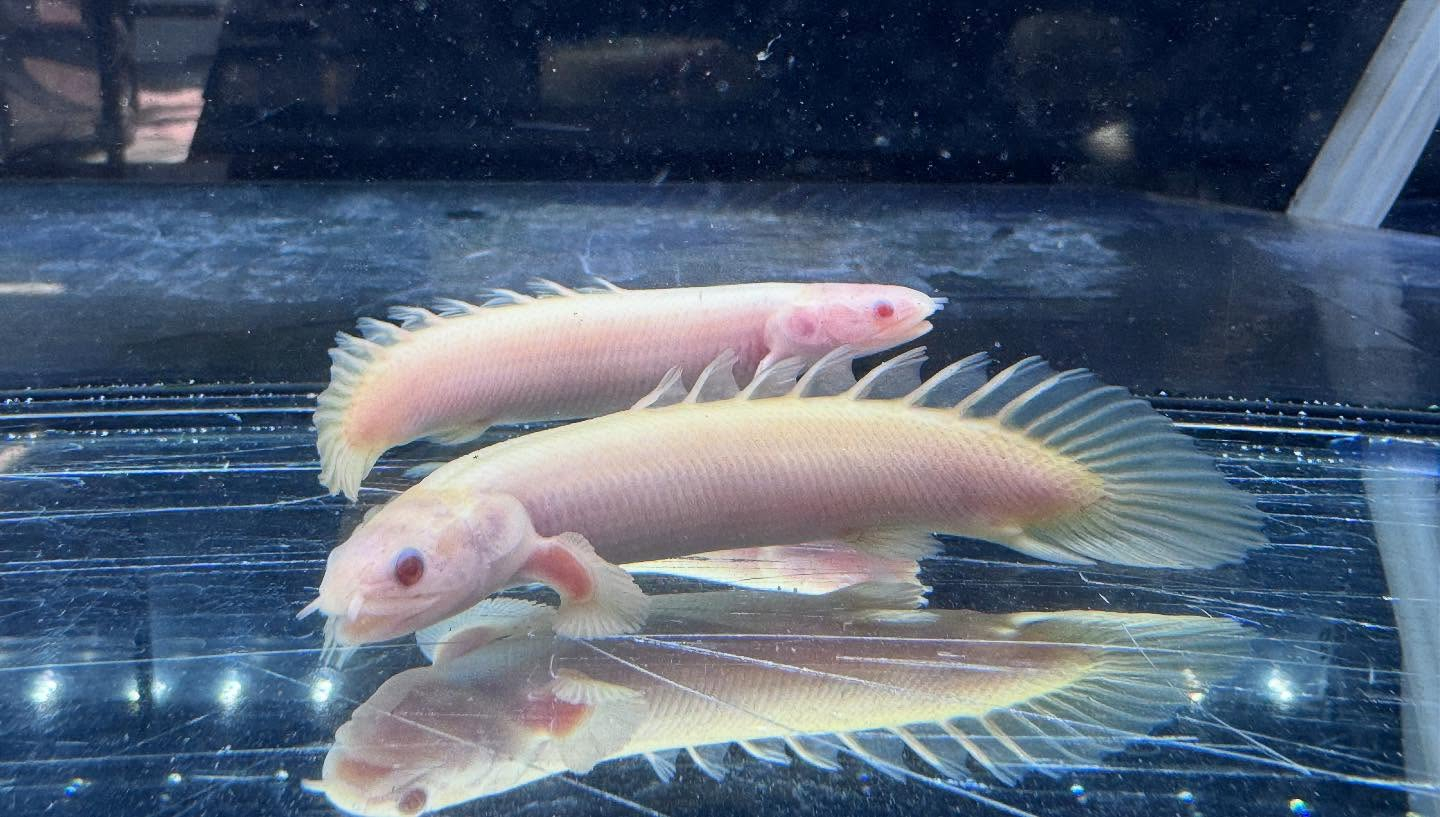 aquastyleg.base.shop/items/114...