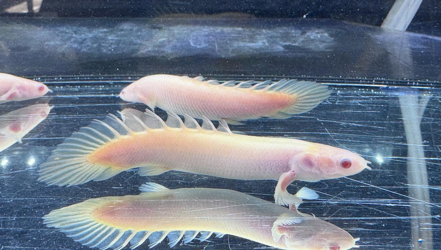 aquastyleg.base.shop/items/114...