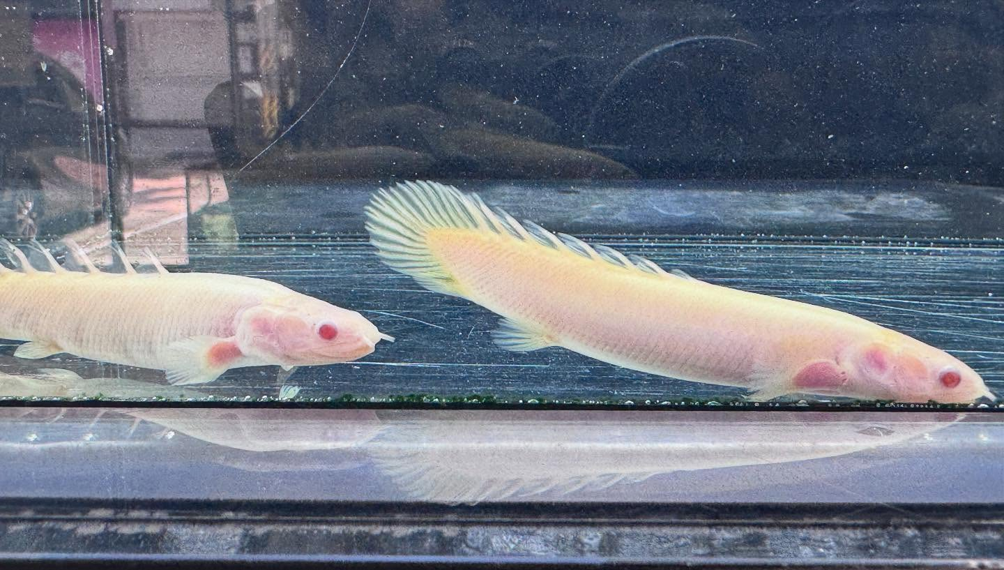 aquastyleg.base.shop/items/114...