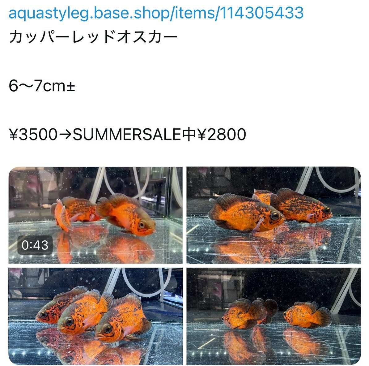 SUMMERSALE インドネシアブリード オスカー2種