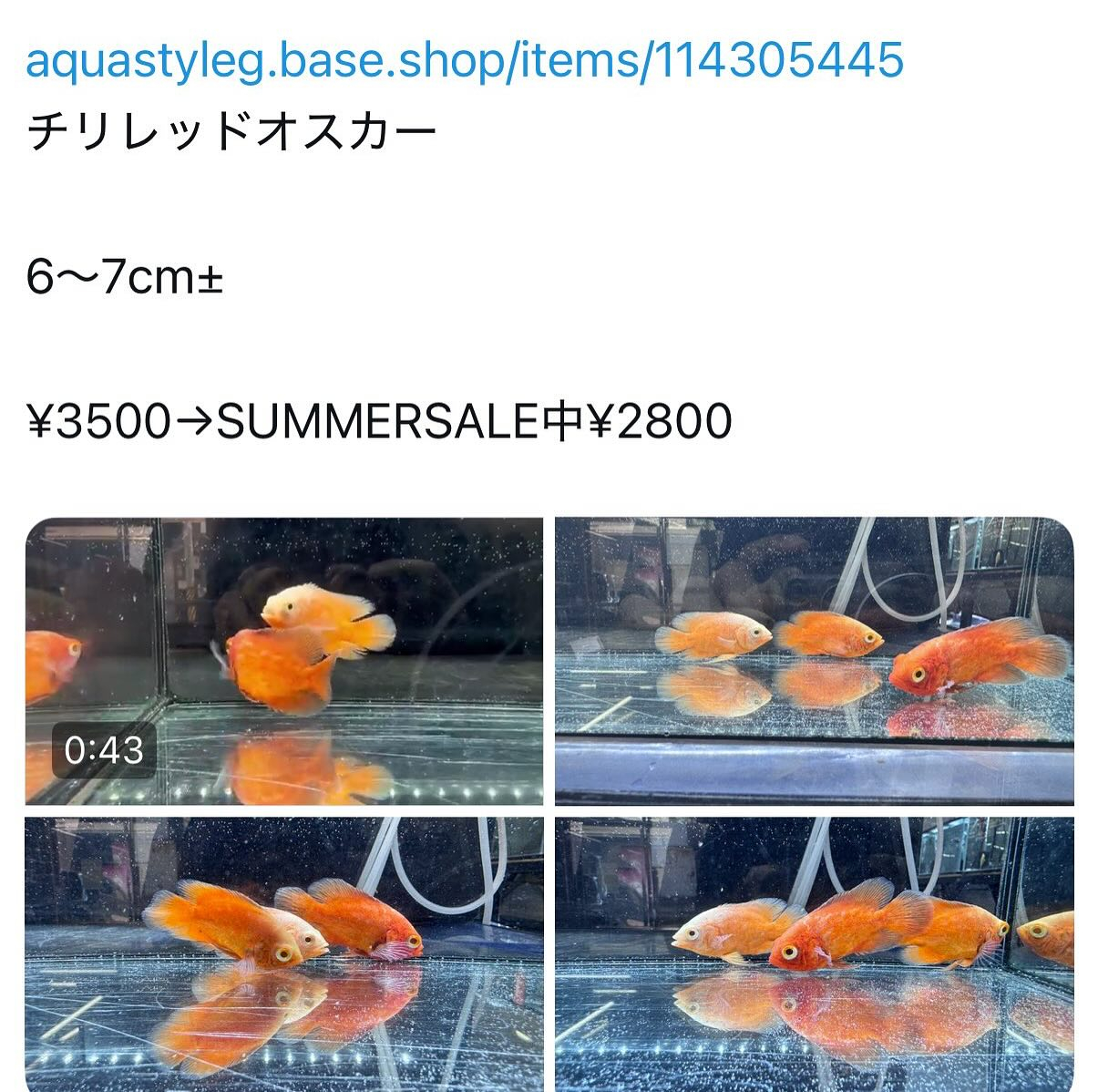 インドネシアブリードのオスカー2種♪