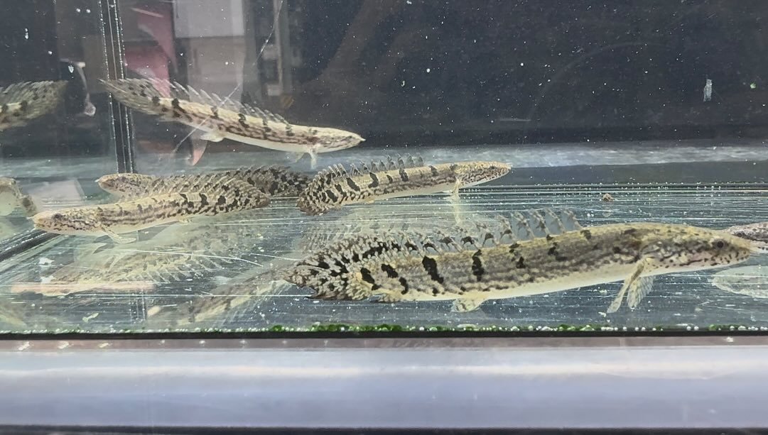 aquastyleg.base.shop/items/114...