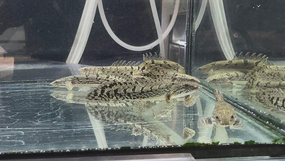 aquastyleg.base.shop/items/114...