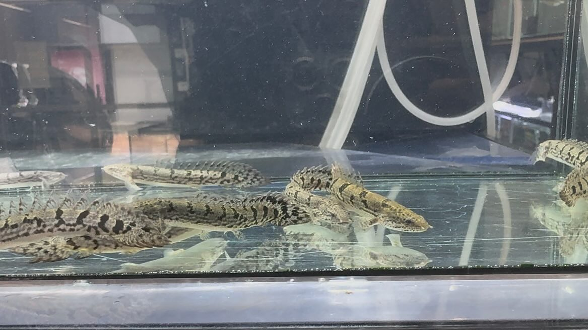 aquastyleg.base.shop/items/114...