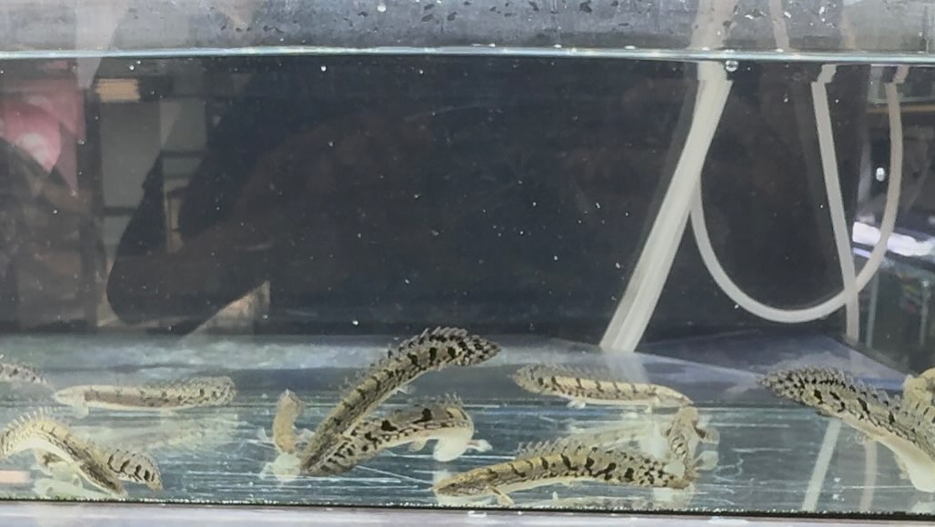 aquastyleg.base.shop/items/114...