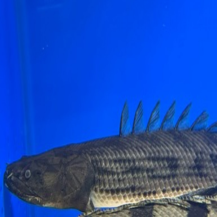 aquastyleg.base.shop/items/107...