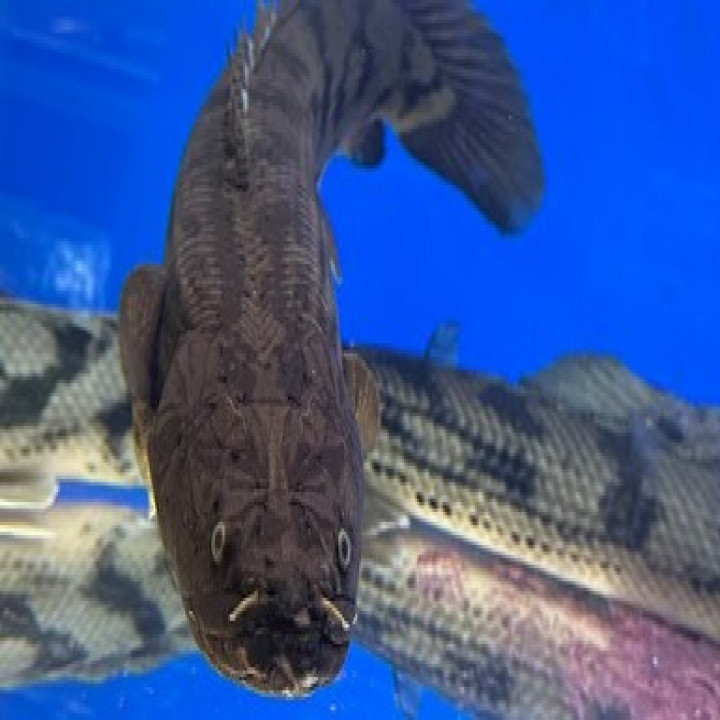 aquastyleg.base.shop/items/107...