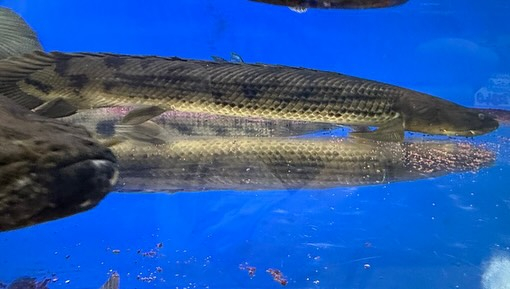 aquastyleg.base.shop/items/107...