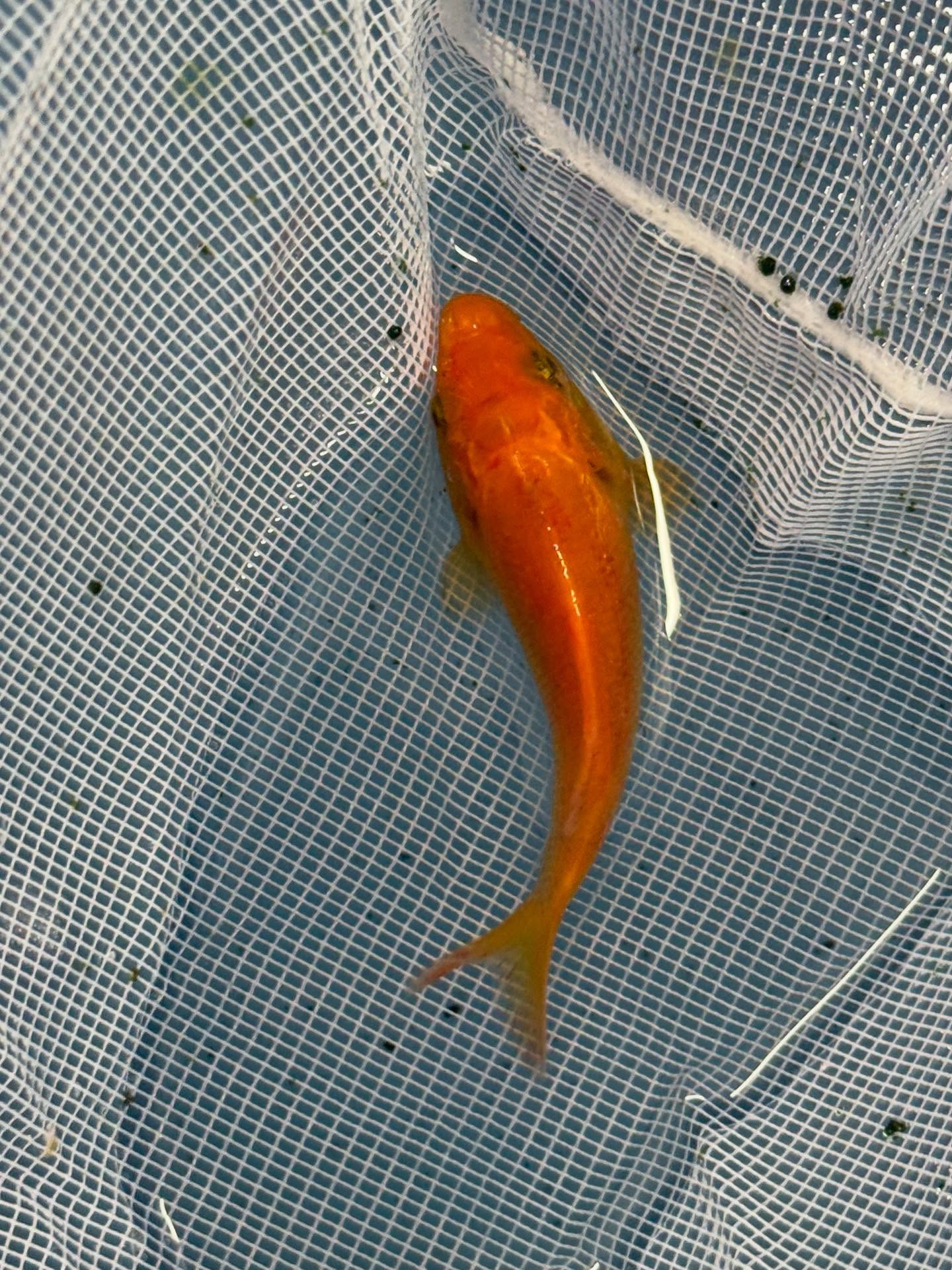 鯉子入荷しました🐟