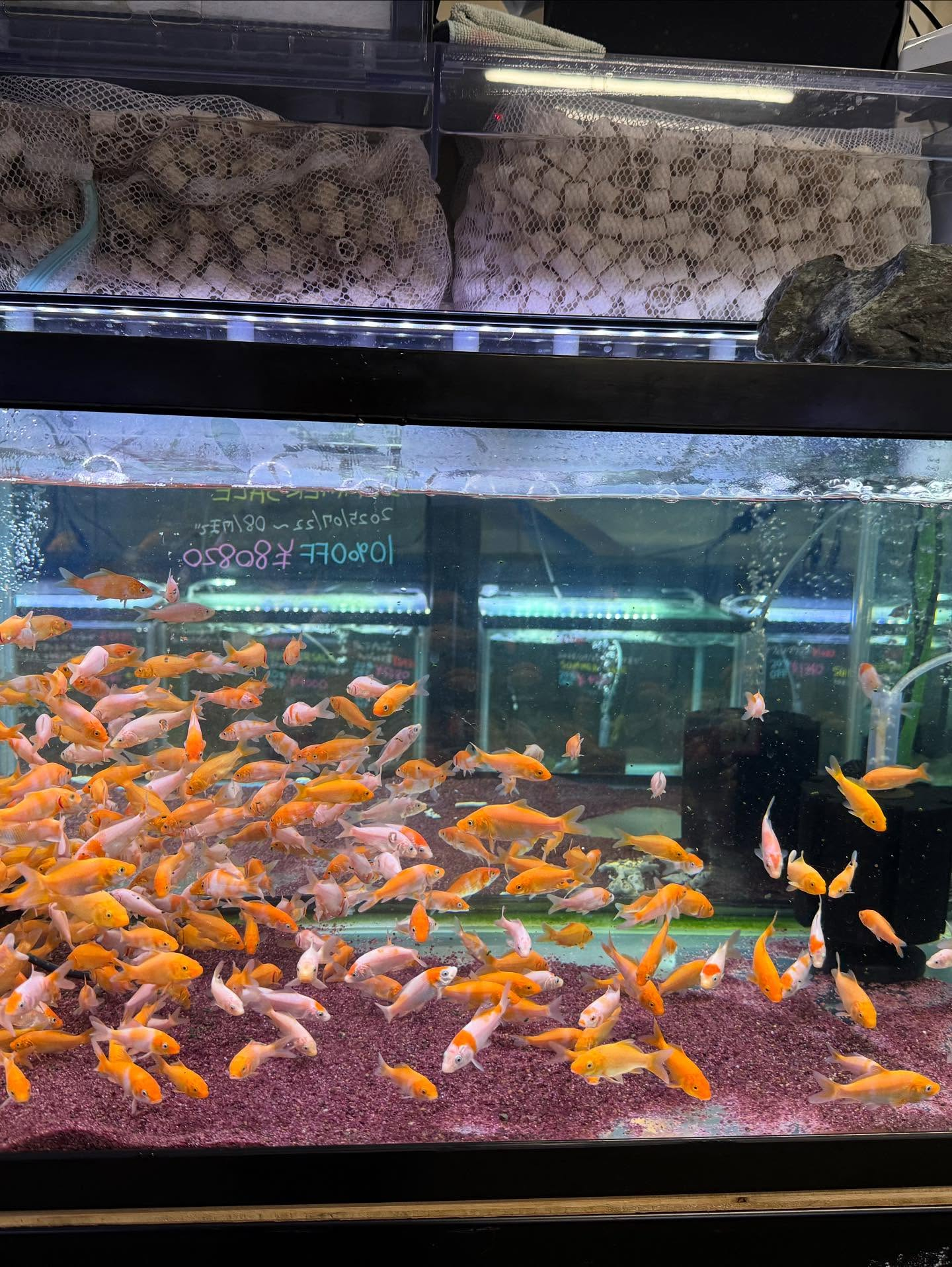 鯉子入荷しました🐟