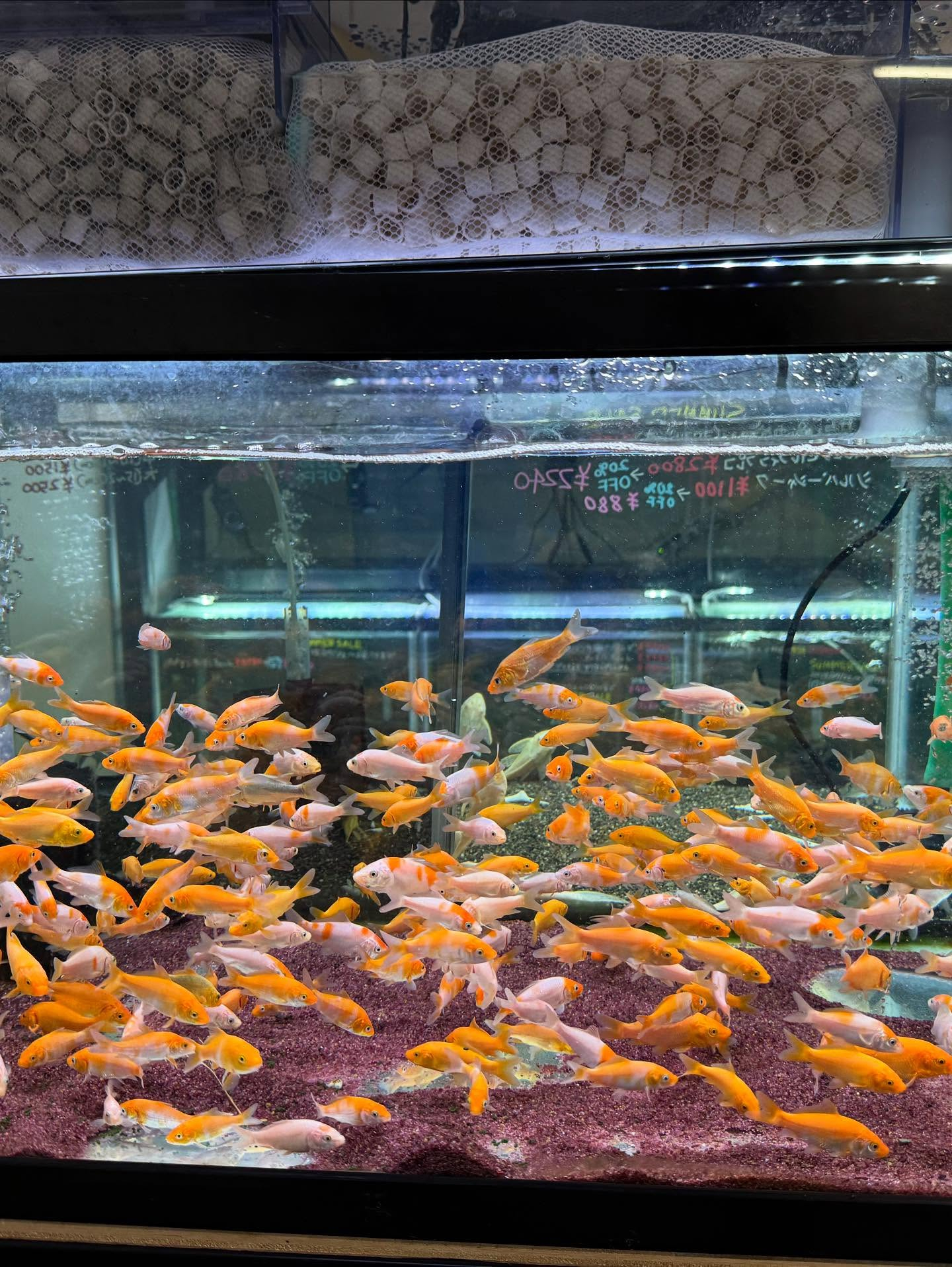 鯉子入荷しました🐟