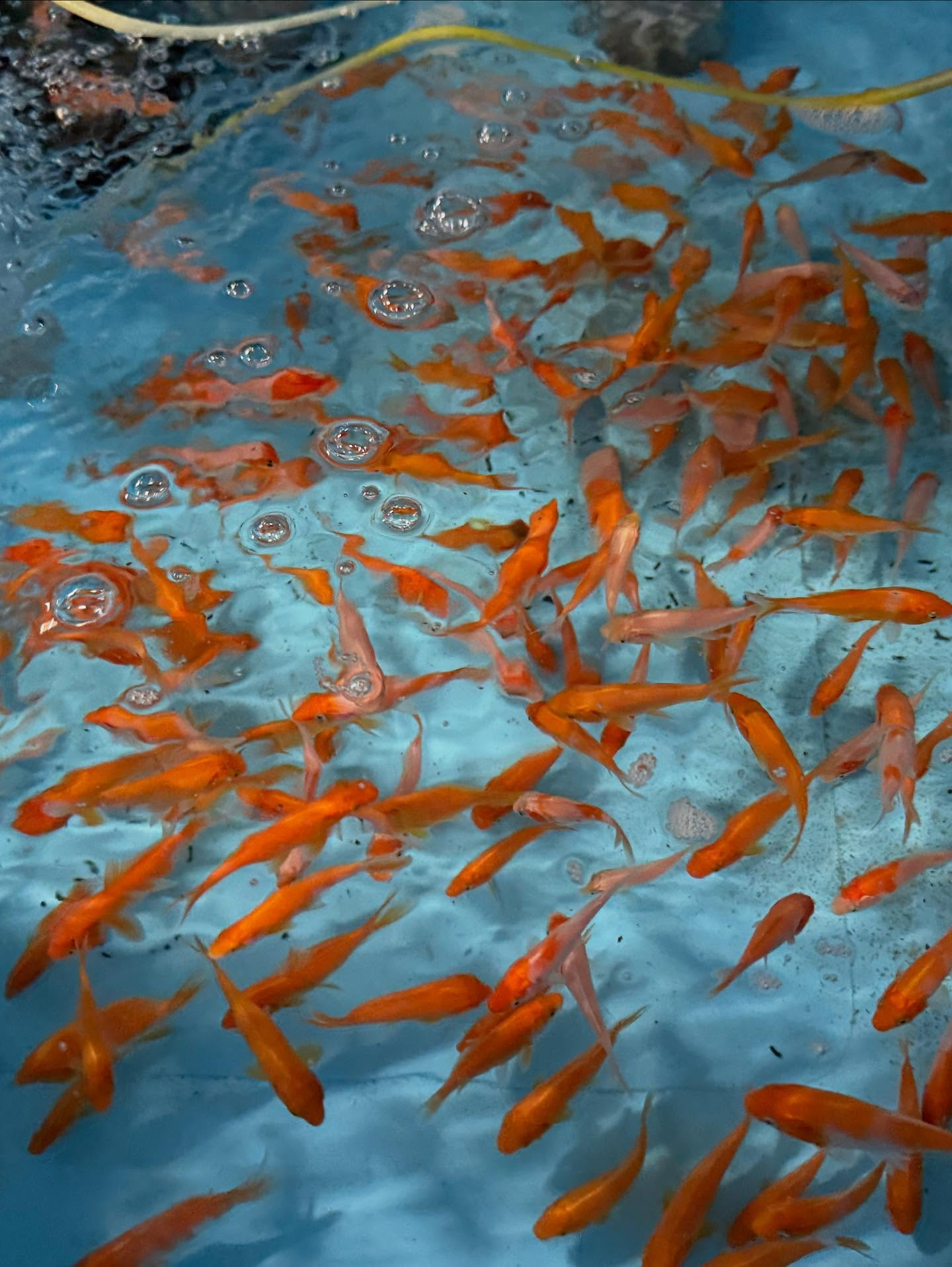 鯉子入荷しました🐟