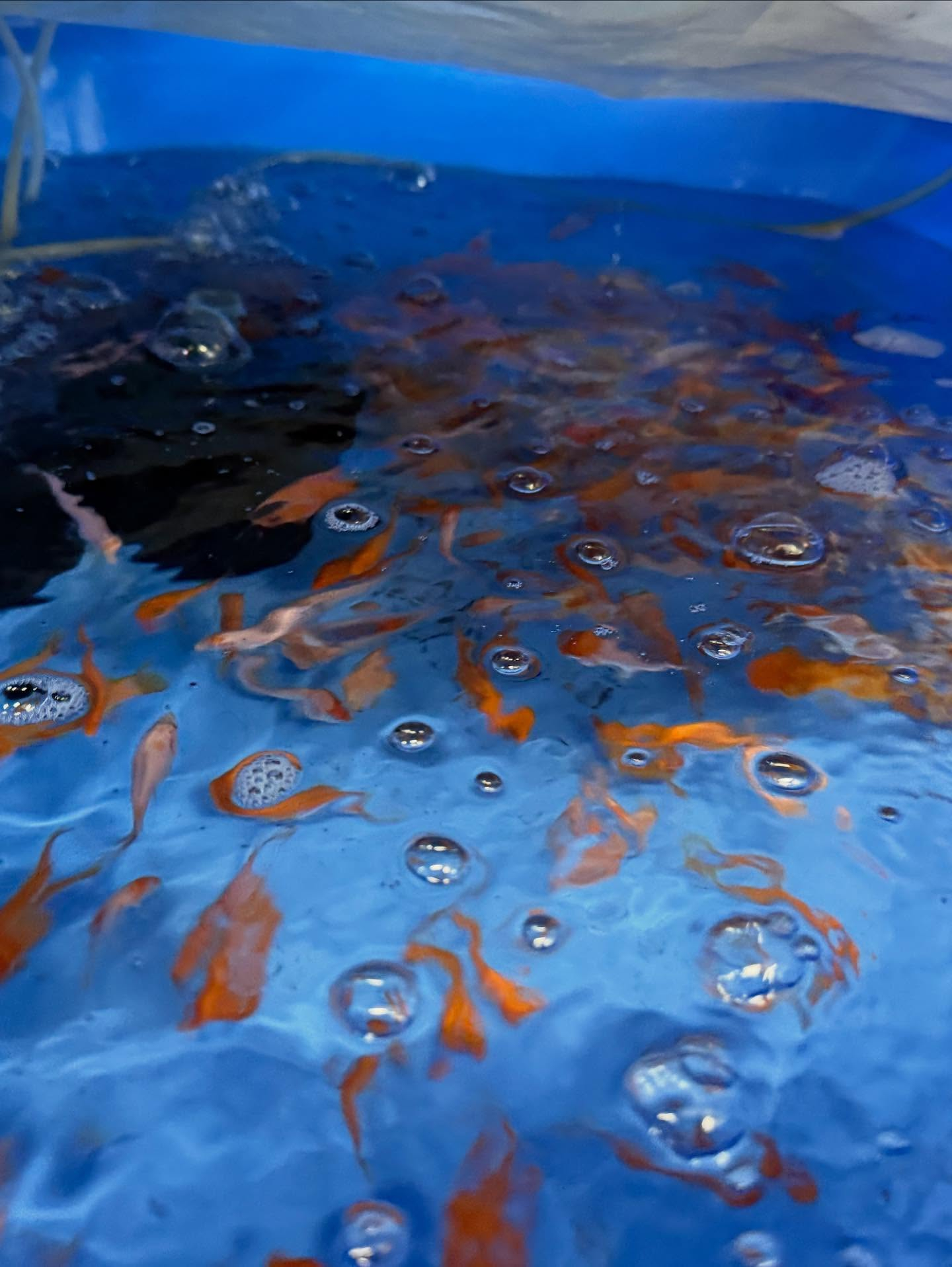 鯉子入荷しました🐟