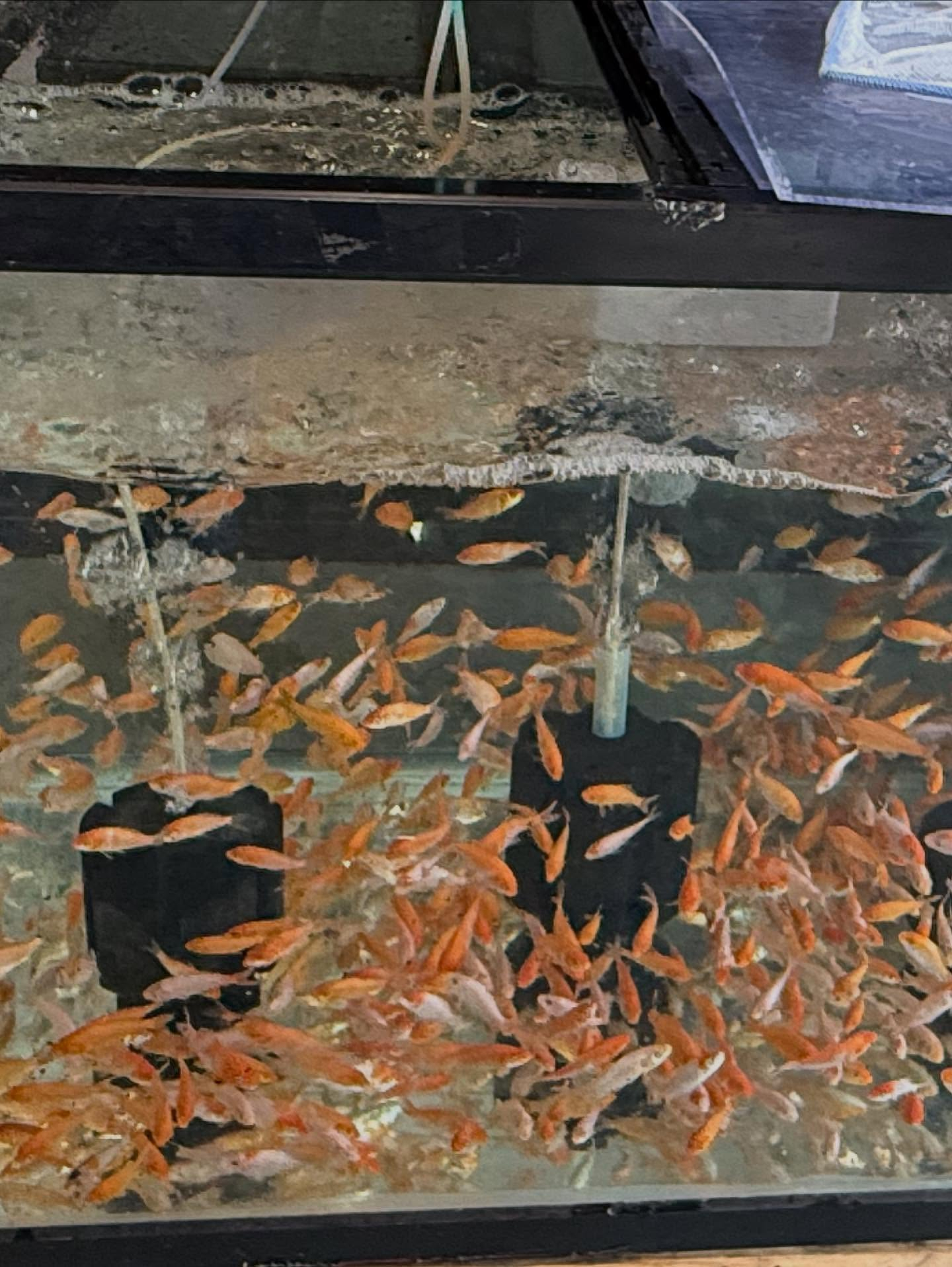 鯉子入荷しました🐟