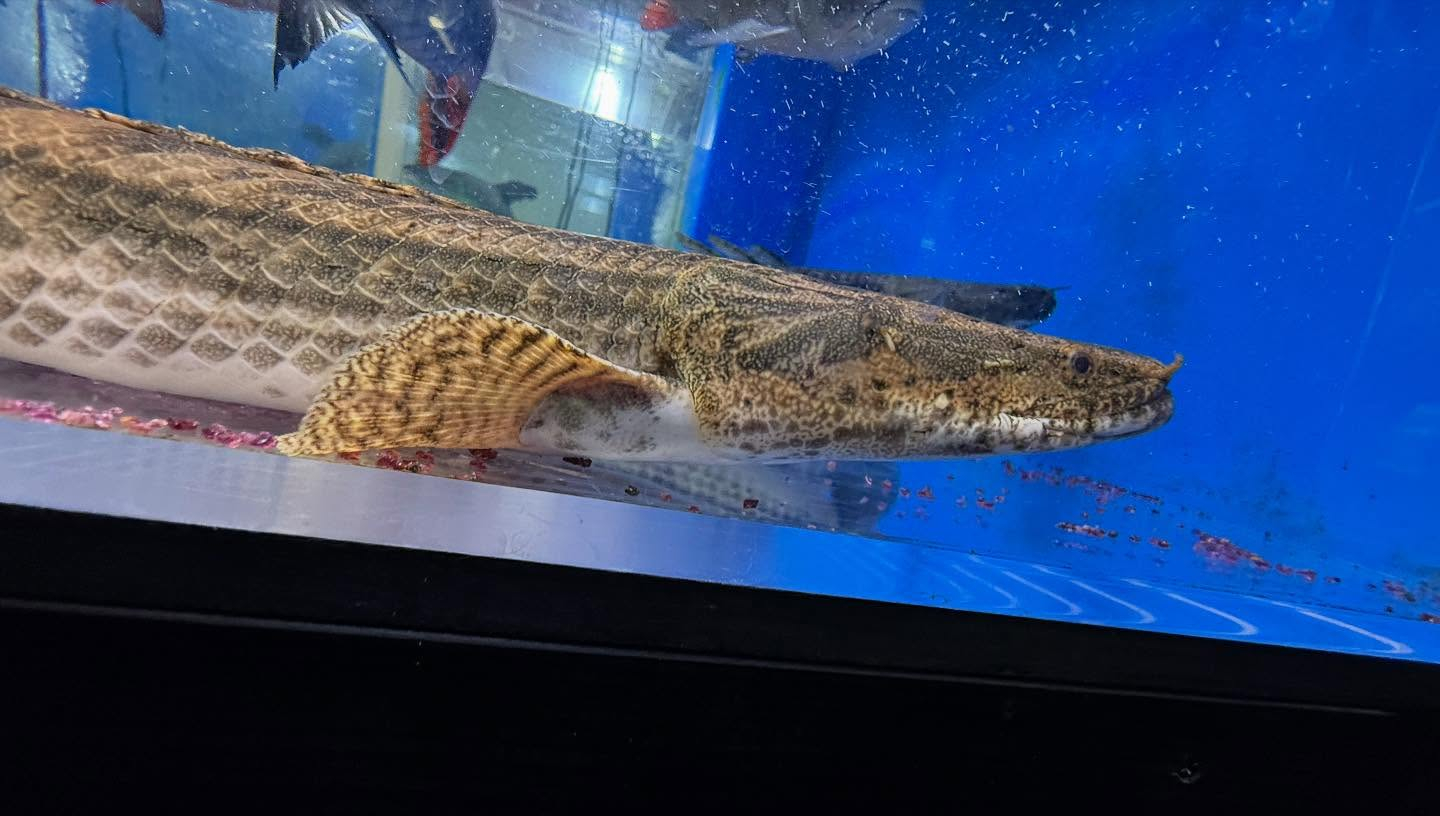 aquastyleg.base.shop/items/100...