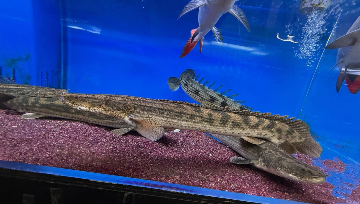 aquastyleg.base.shop/items/100...