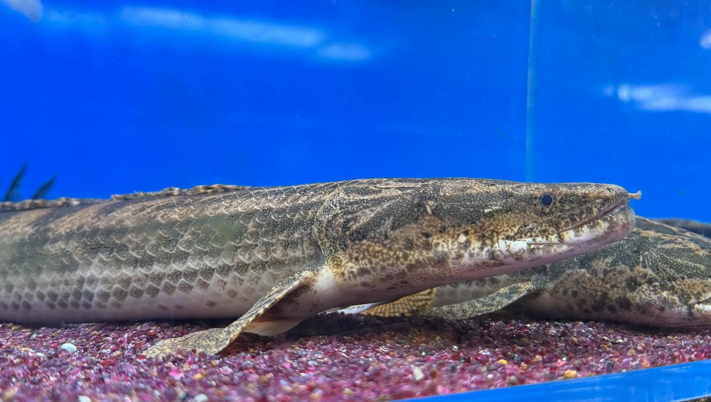 aquastyleg.base.shop/items/100...