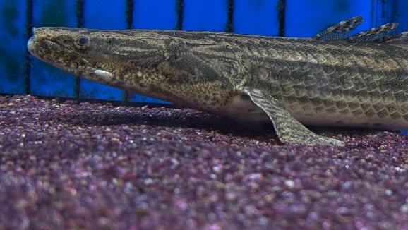 aquastyleg.base.shop/items/100...