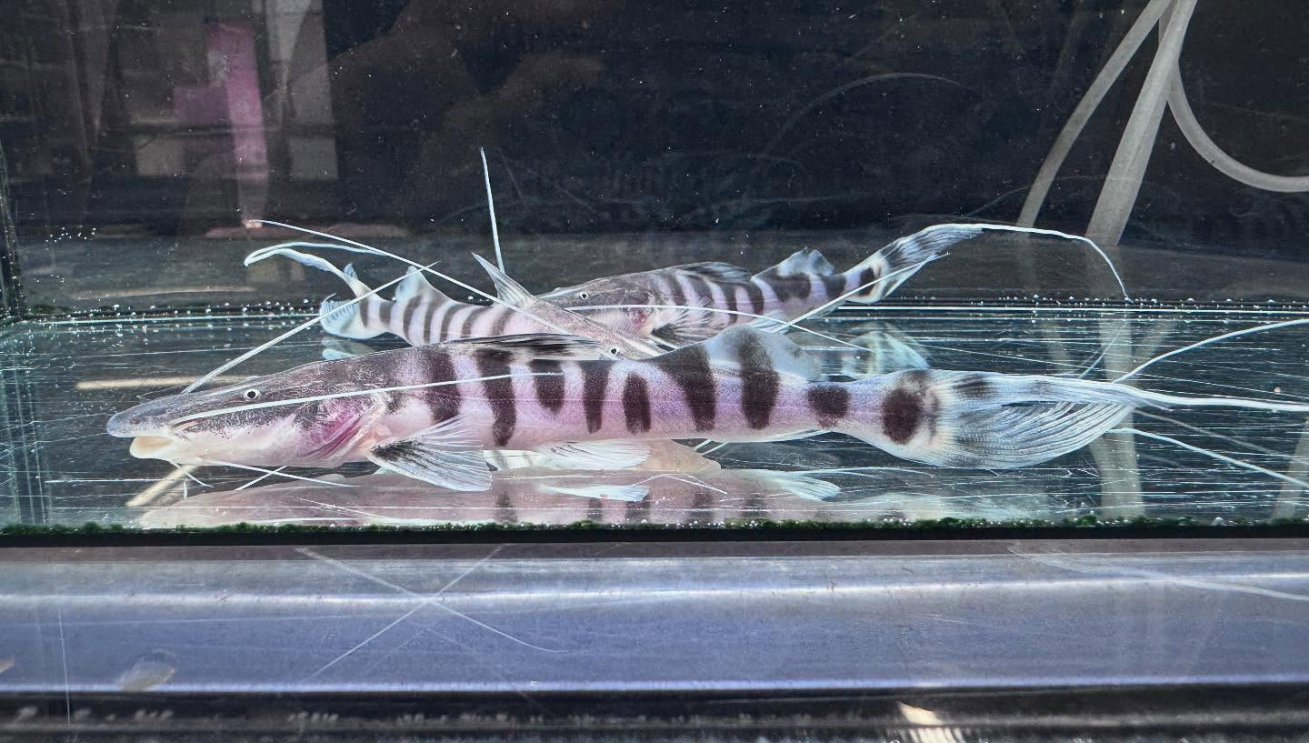 aquastyleg.base.shop/items/114...