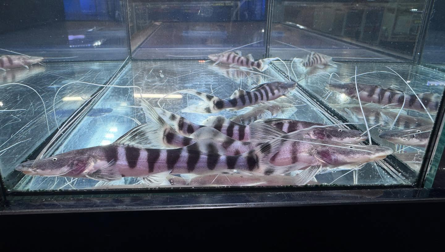 aquastyleg.base.shop/items/114...