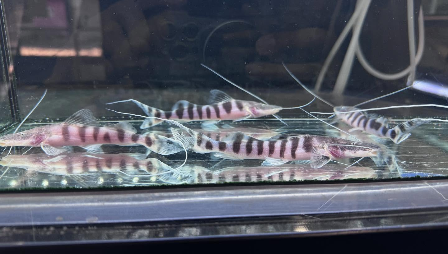 aquastyleg.base.shop/items/114...