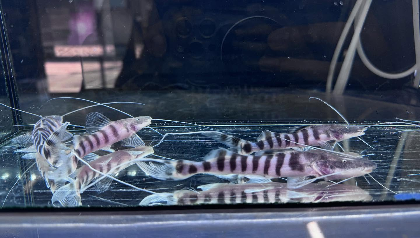 aquastyleg.base.shop/items/114...