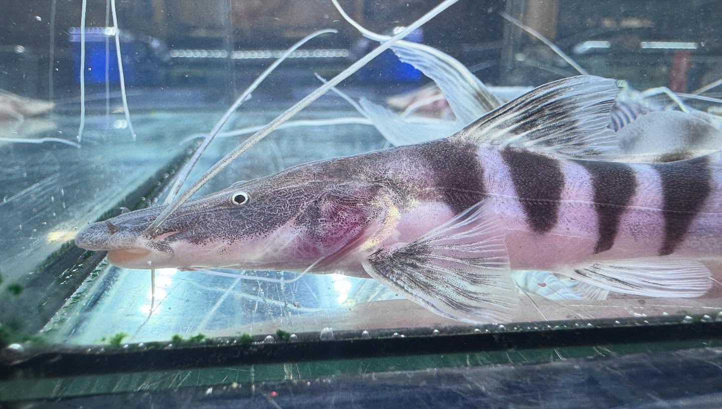 aquastyleg.base.shop/items/114...