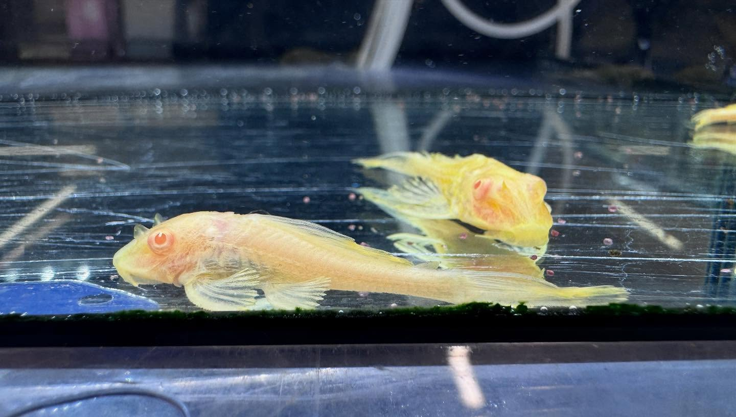 aquastyleg.base.shop/items/109...