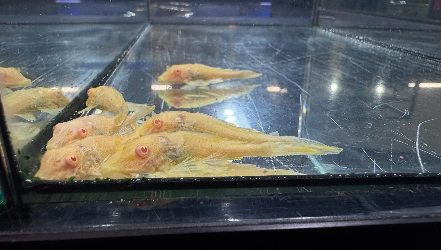 aquastyleg.base.shop/items/109...