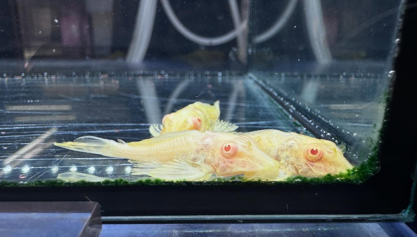 aquastyleg.base.shop/items/109...