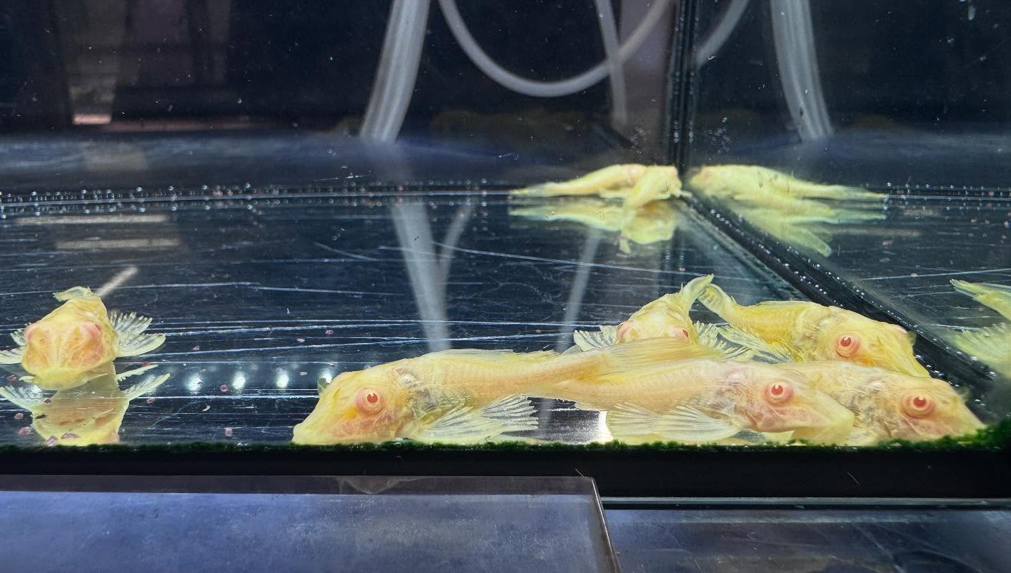 aquastyleg.base.shop/items/109...