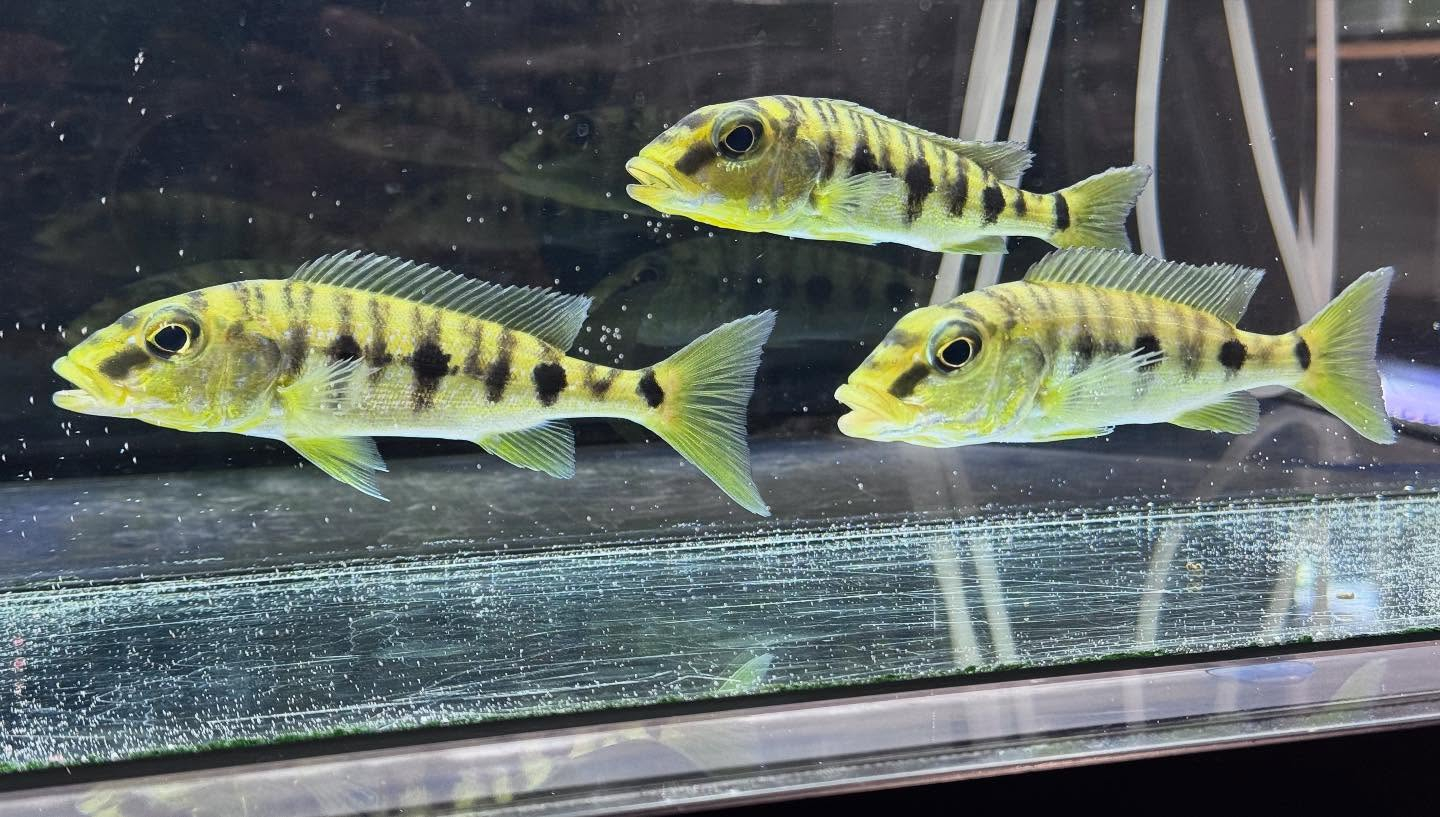 aquastyleg.base.shop/items/882...