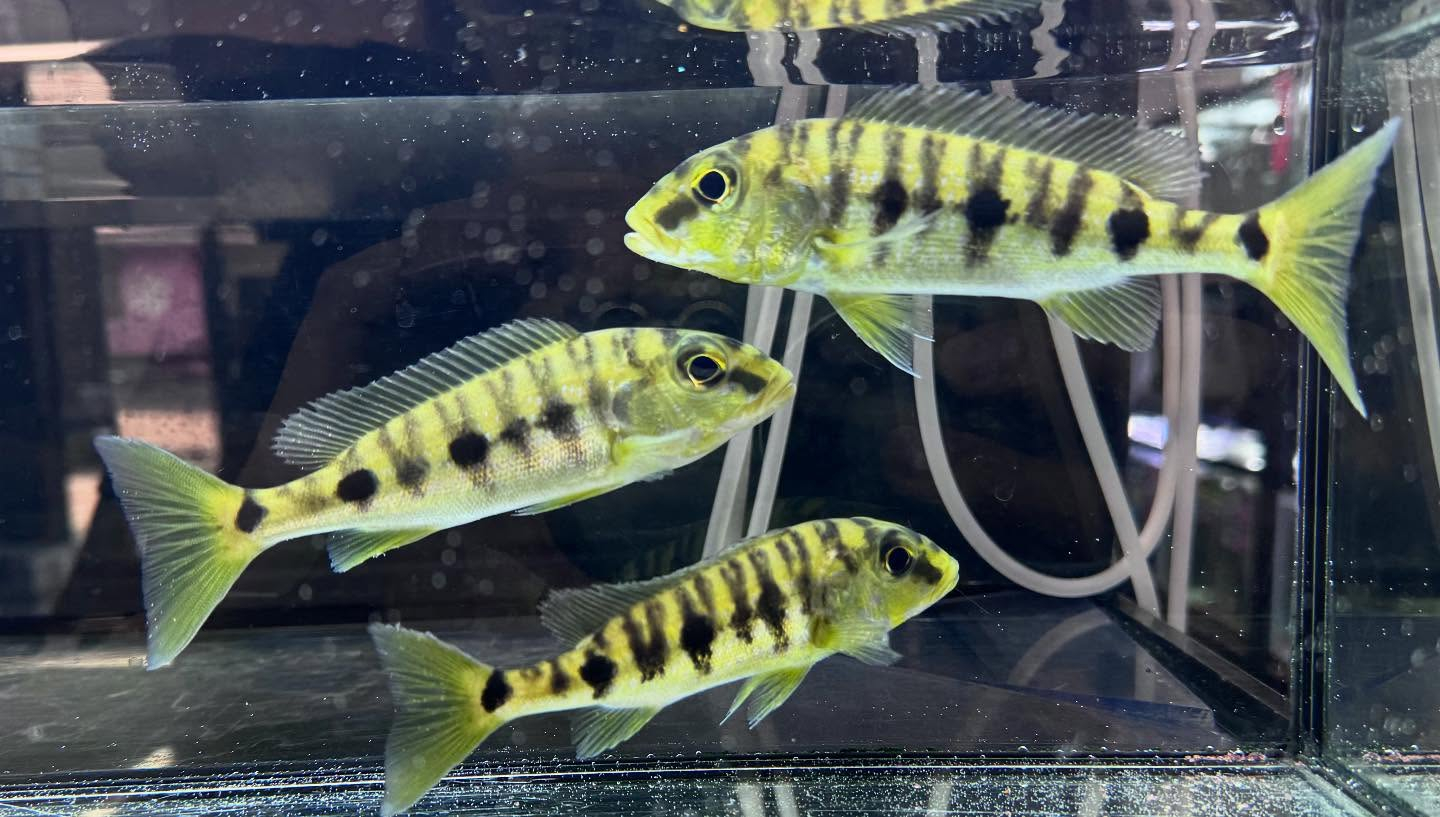 aquastyleg.base.shop/items/882...