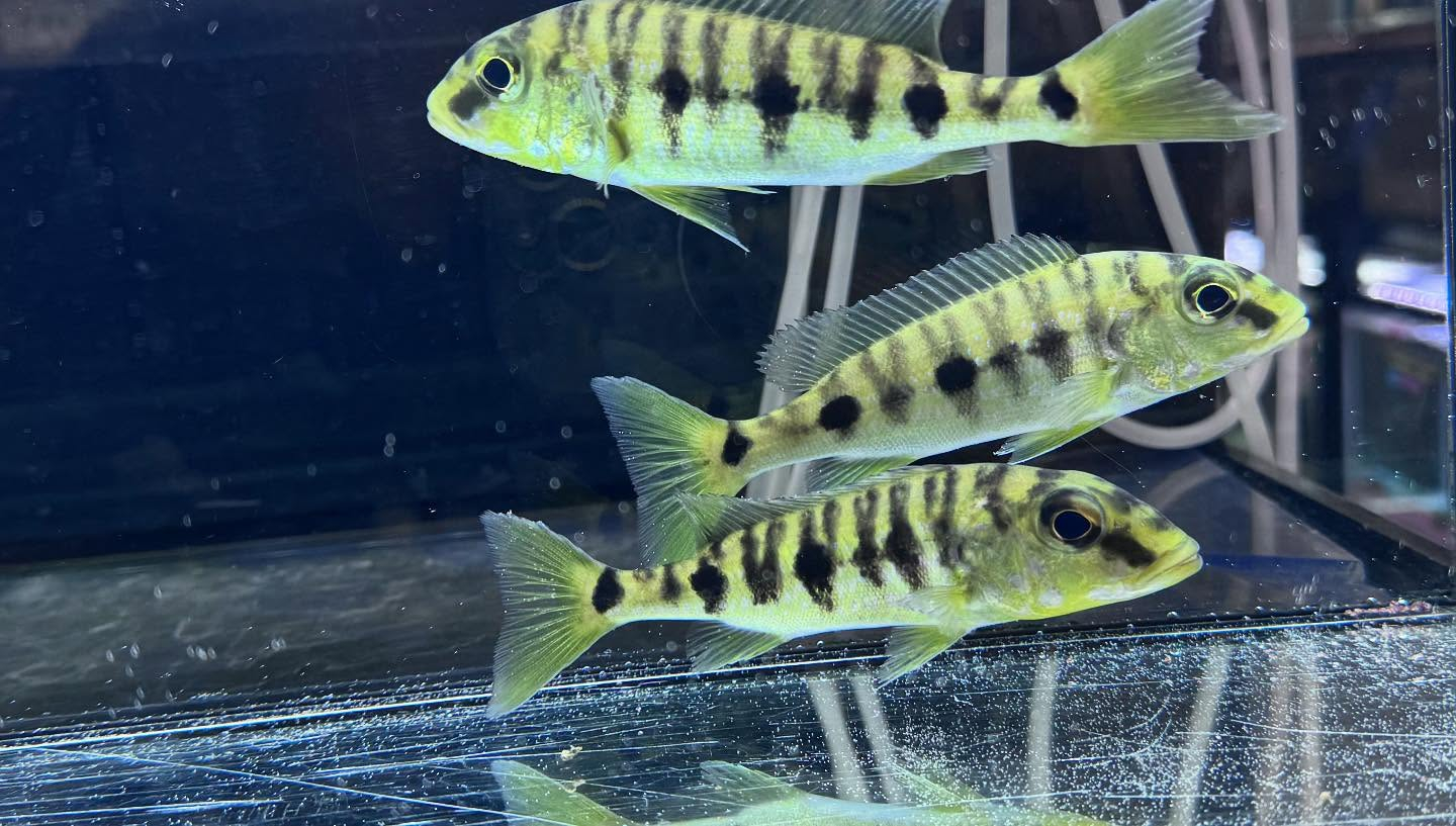 aquastyleg.base.shop/items/882...