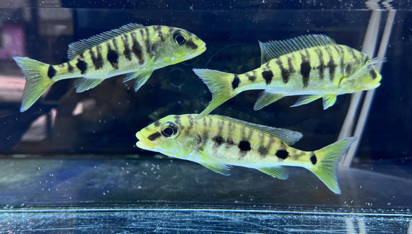 aquastyleg.base.shop/items/882...