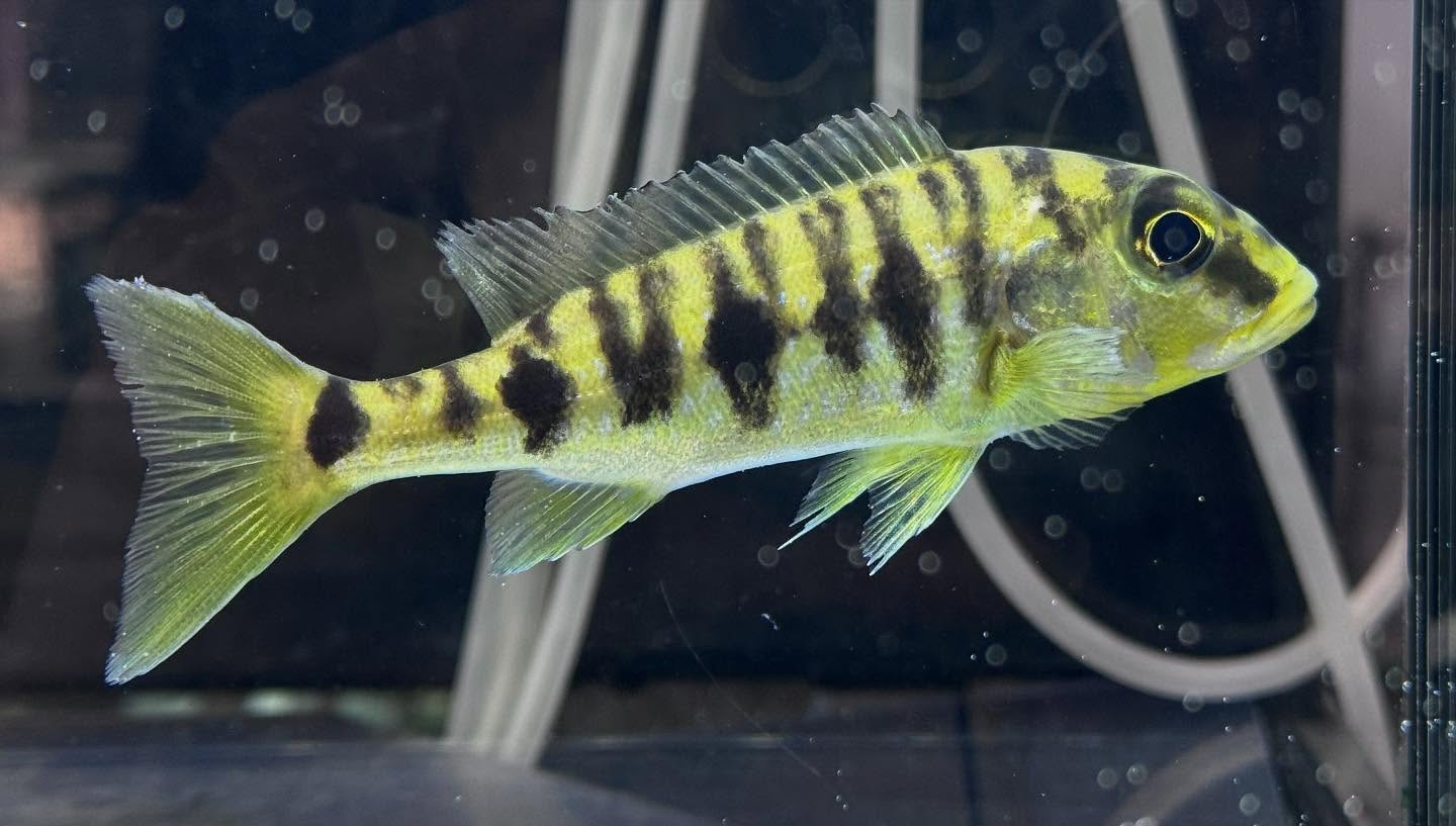 aquastyleg.base.shop/items/882...