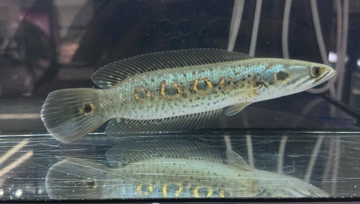 aquastyleg.base.shop/items/115...