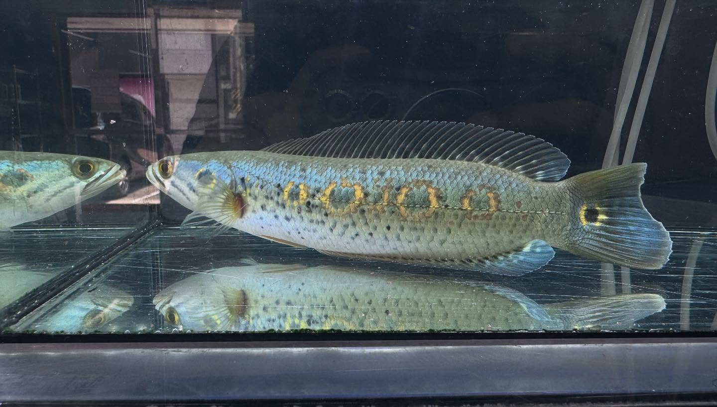 aquastyleg.base.shop/items/115...