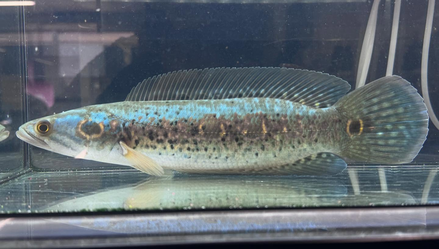 aquastyleg.base.shop/items/115...