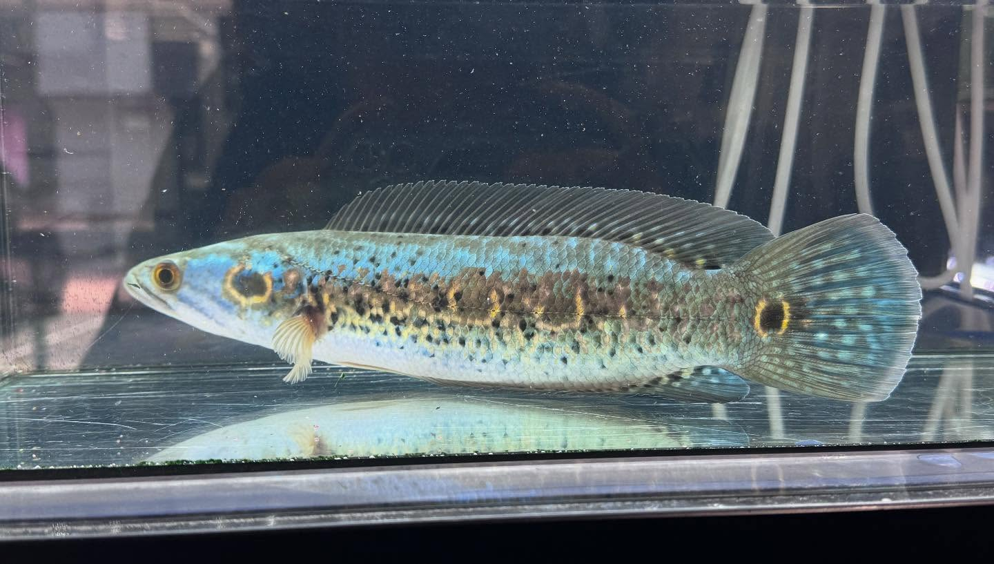 aquastyleg.base.shop/items/115...