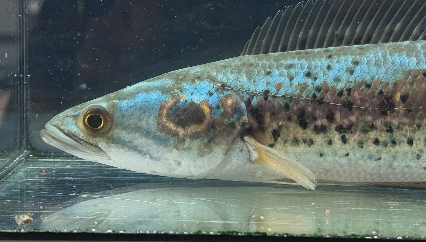 aquastyleg.base.shop/items/115...