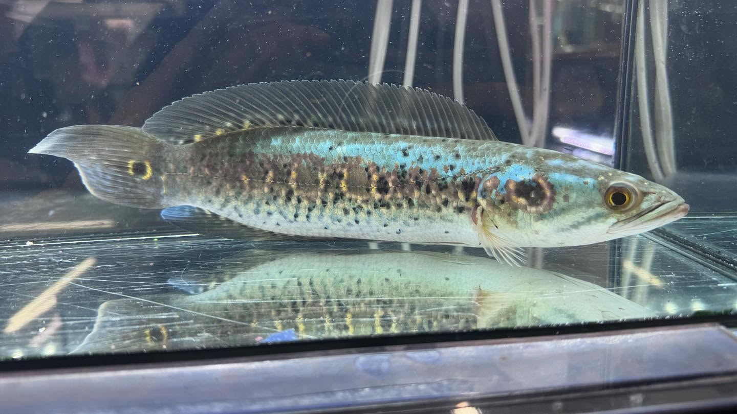 aquastyleg.base.shop/items/115...