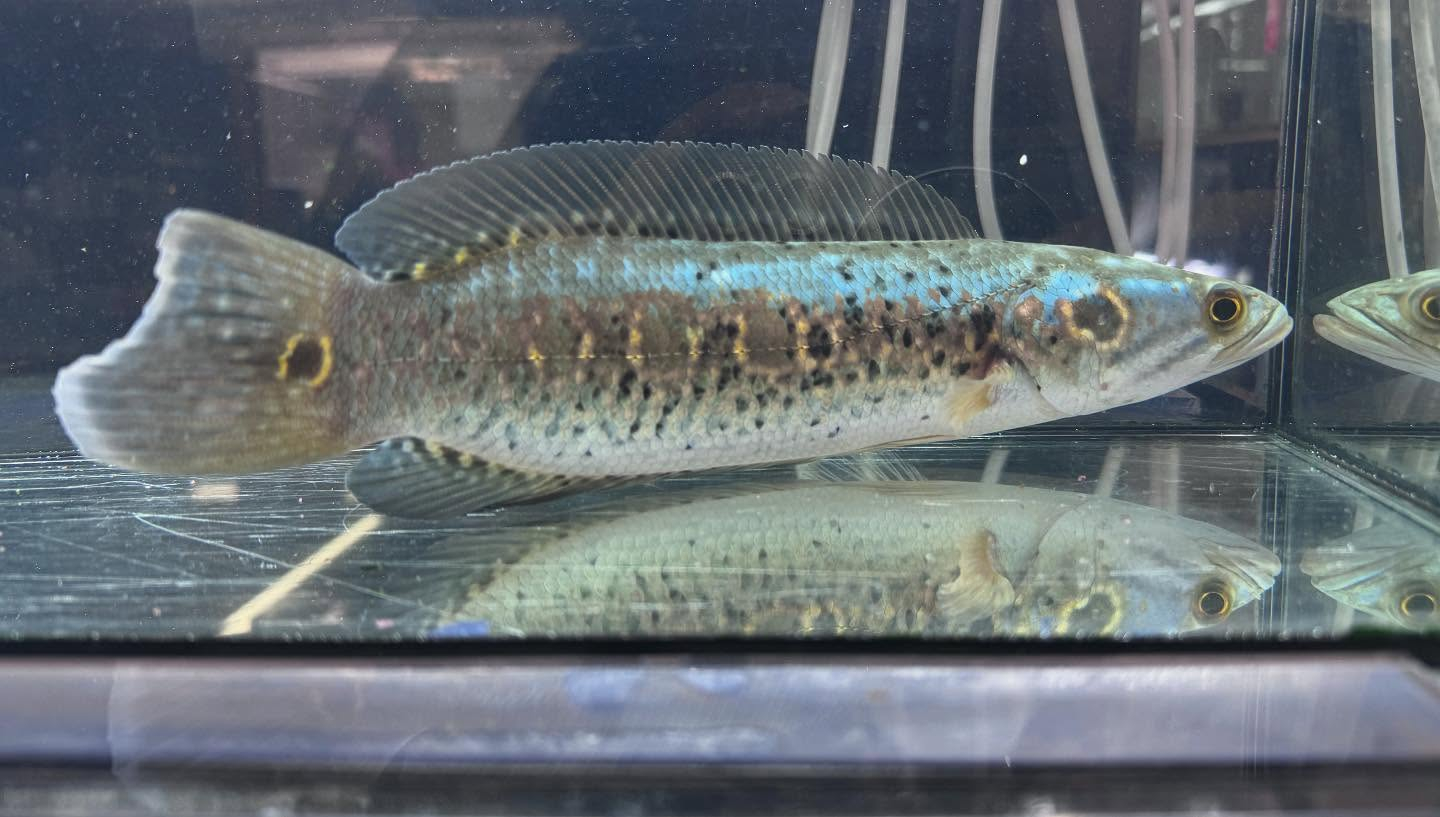 aquastyleg.base.shop/items/115...